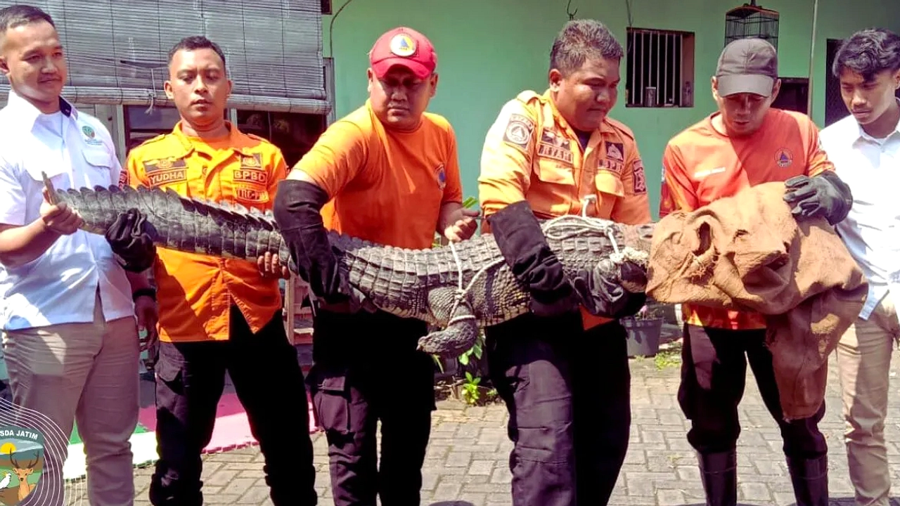Buaya Muara Muncul di Kali Jagir, Pemancing Tak Sadar