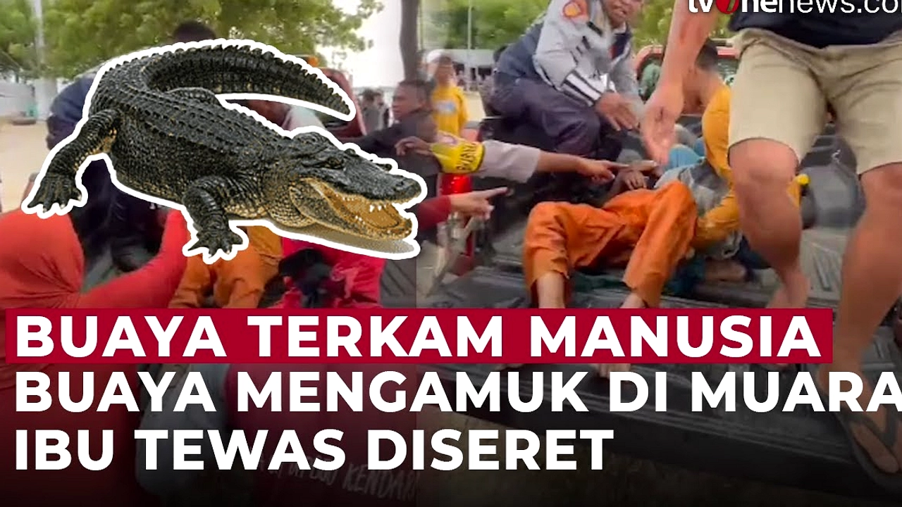 Buaya Seret Warga Cari Kerang di Muara, Tewas