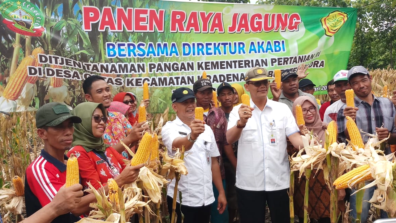 BULOG Dorong Panen Jagung Blora, Siap Jadi Off‑Taker Nasional