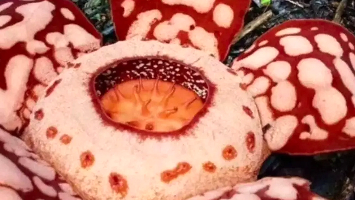 Bunga Rafflesia Langka Muncul Lagi Setelah 15 Tahun