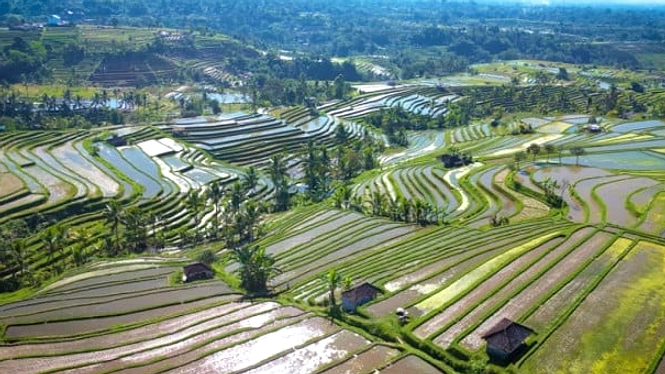 BUPDA Intaran Jaga 80 Ha Subak Prapat Beris untuk Pertanian