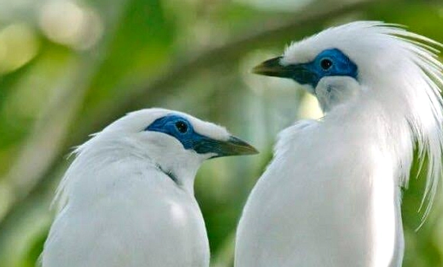 Burung Perkici Muka Biru Kembali Terlihat di Pulau Buru