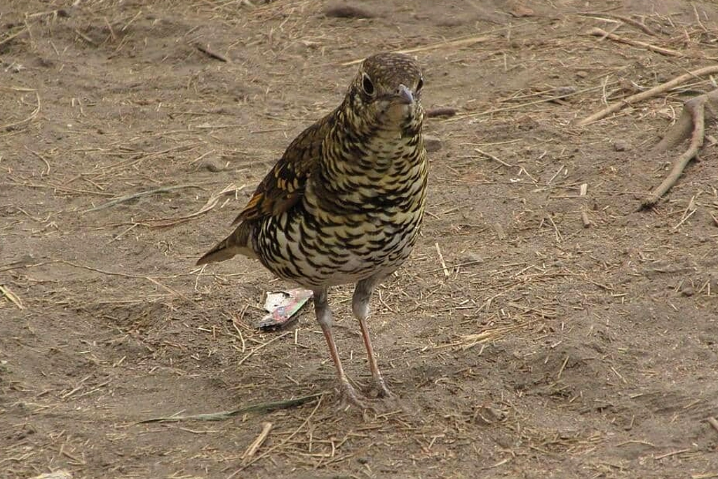 Burung Perkici Muka Biru Kembali Terlihat di Pulau Buru