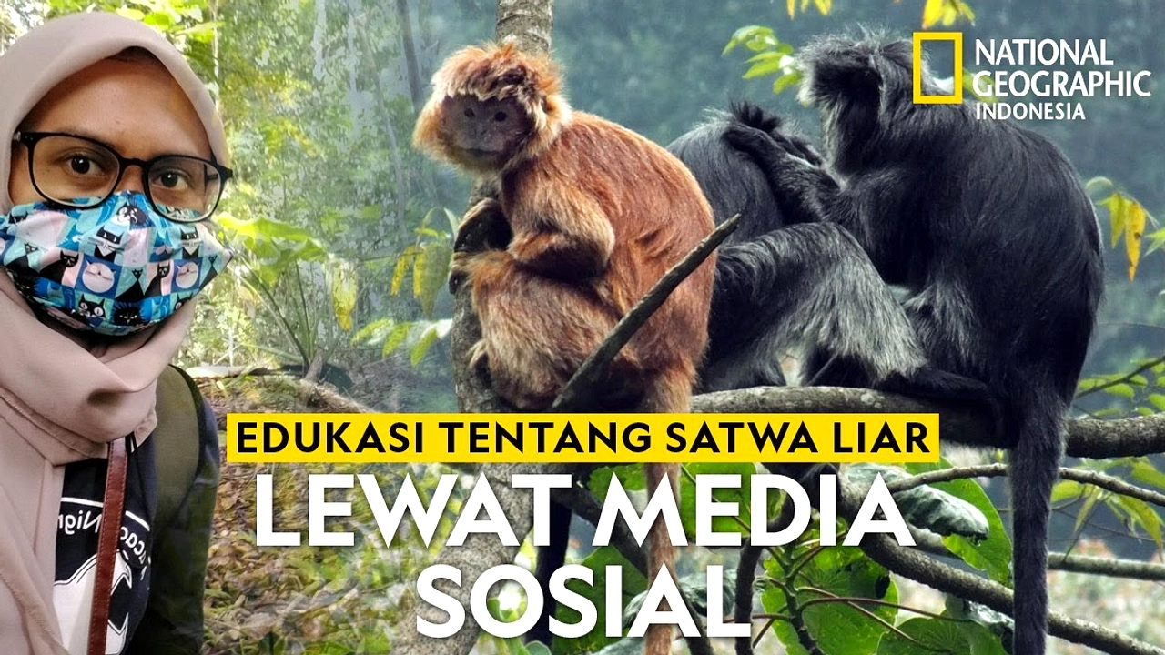 Camera Trap Tahura Rekam Monyet, Burung, Babi Hutan