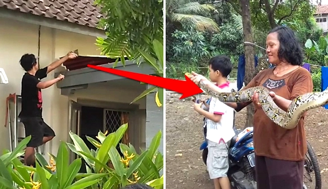 Cara Alami Menjaga Rumah Bebas Ular Tanpa Racun Setiap Hari