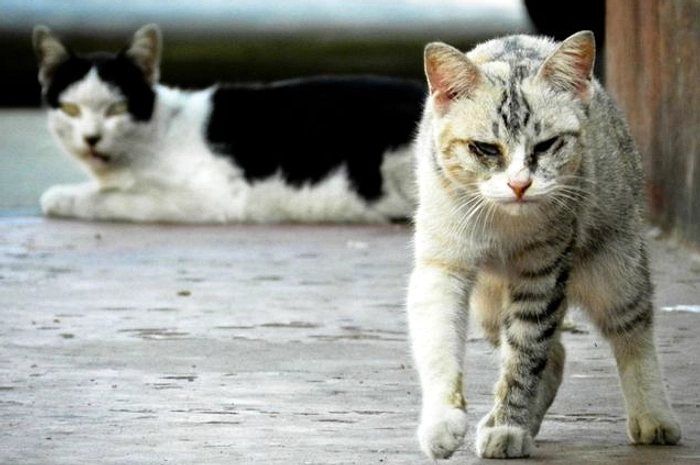 Cara Aman Mengusir Kucing Liar di Pekarangan Anda Kebersihan