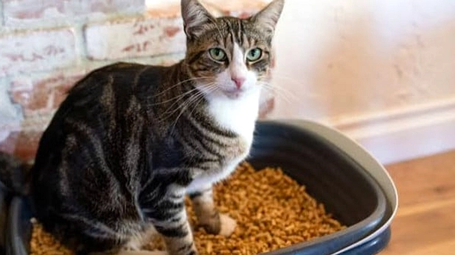 Cara Praktis Hapus Bau Urine Kucing di Rumah Tanpa Bahan Kimia