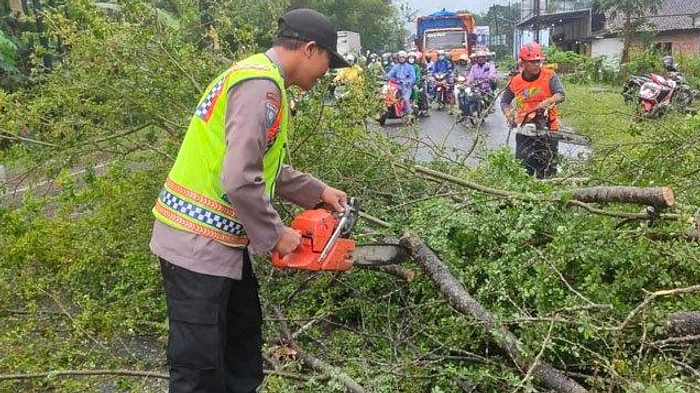 Cuaca Ekstrem Malang: Hujan Deras, Pohon Tumbang Rumah Rusak
