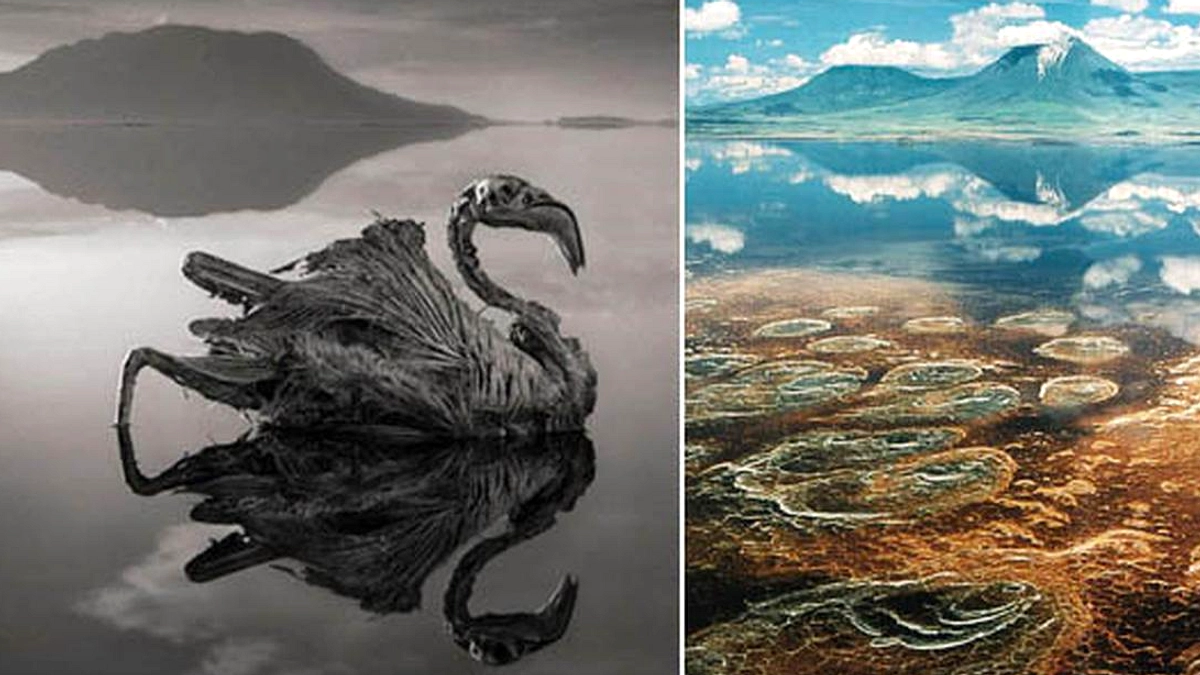 Danau Natron: Tempat Bertahan Flamingo Kecil di Tanzania