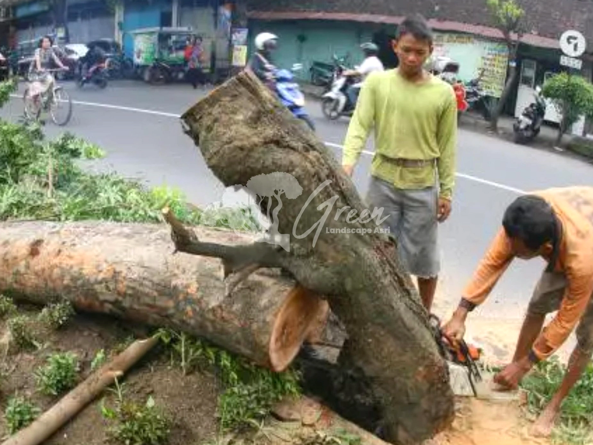 Denda Rp 100 Juta untuk Penebang Pohon Ilegal di Bandung