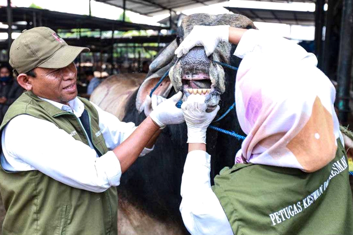 Denpasar Pastikan Hewan Kurban Sehat untuk Idul Adha