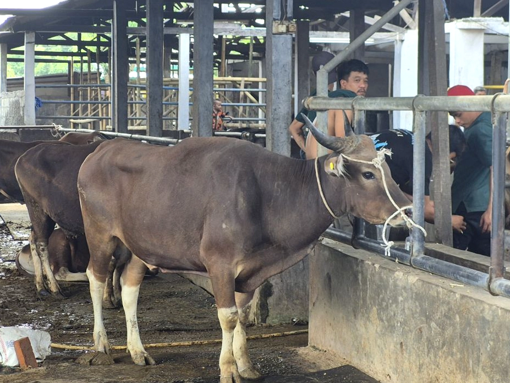 Distan Bali Tingkatkan Pengawasan Kesehatan Hewan Kurban