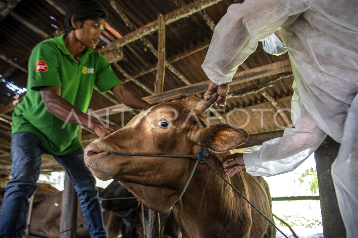 DKPP Sumsel 87,6% Vaksin PMK Selesaikan Sisa di April