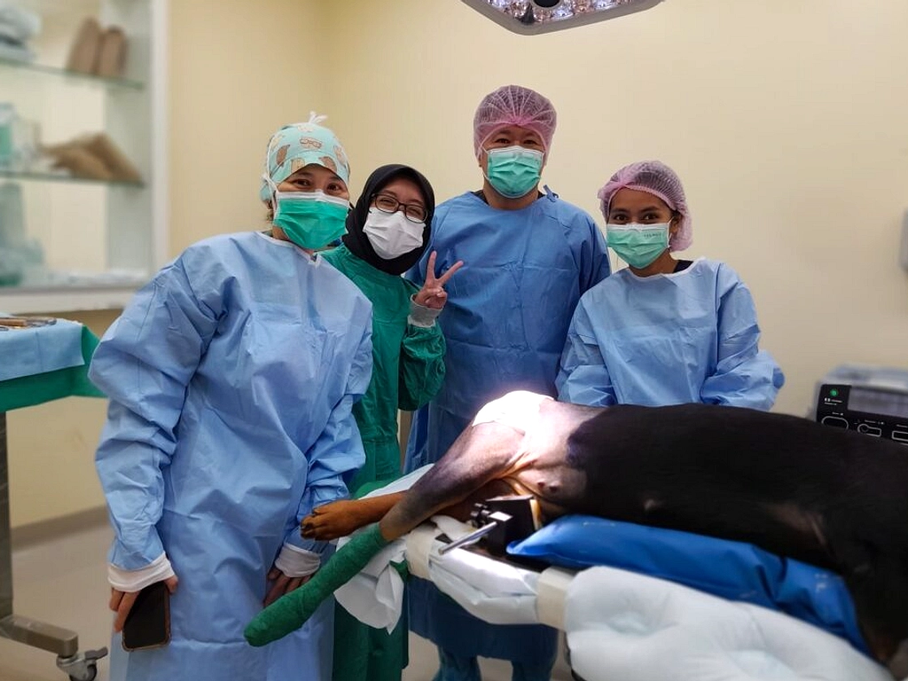 Dokter Hewan Unair Banyuwangi Sukses Operasi Caesar Sapi
