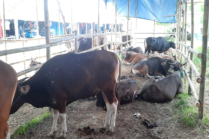 DPKPP Karawang Temukan 13 Hewan Kurban Terinfeksi Orf