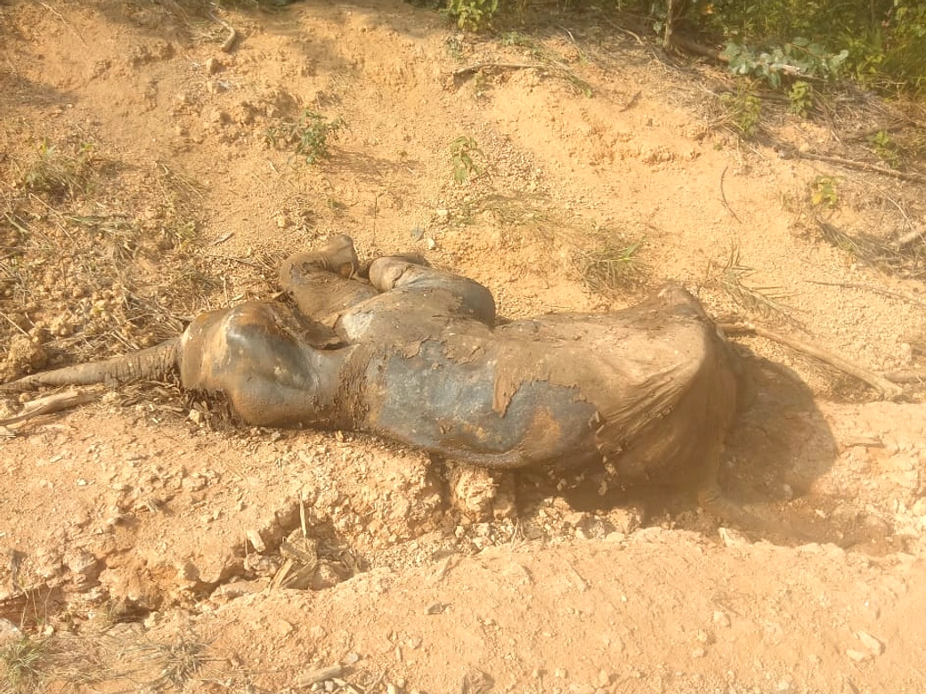 Dua Gajah Mati di Kawasan BAT, Investigasi Dimulai