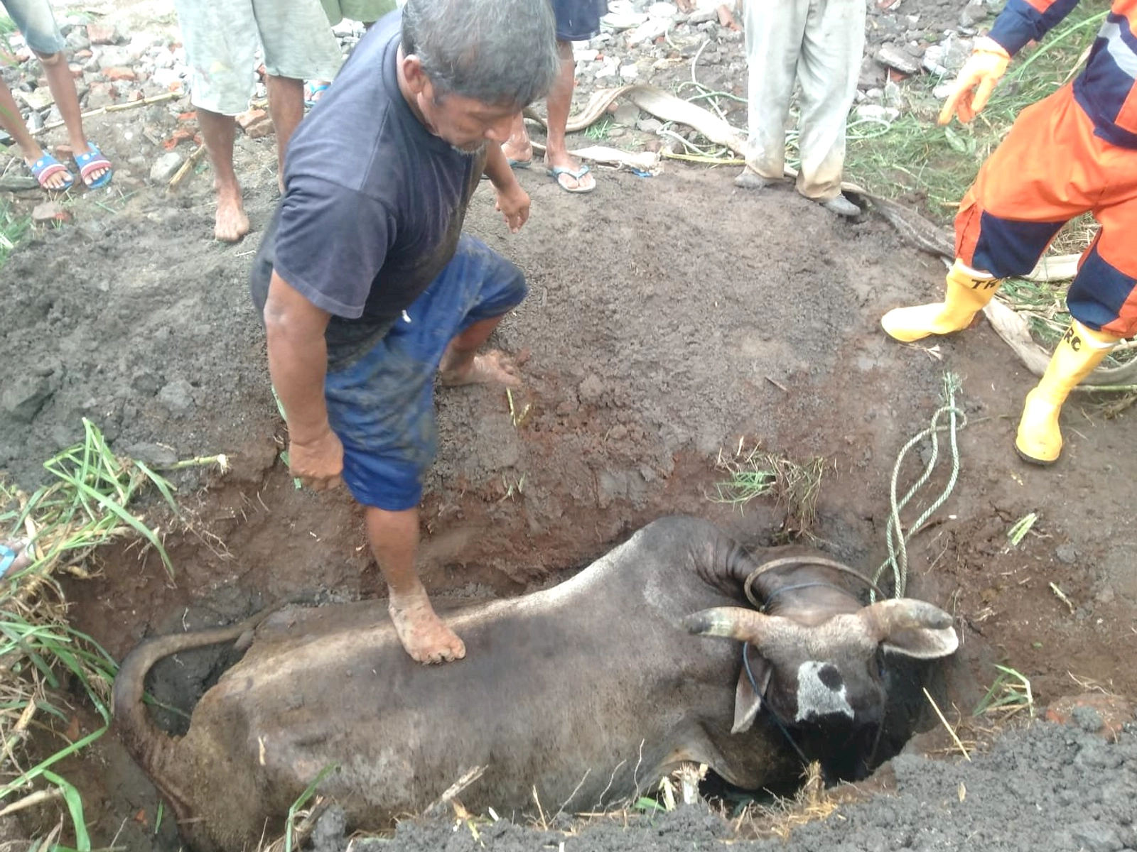 Dua Kobra Jawa Dievakuasi dari Genteng Toko Kasur, Klaten