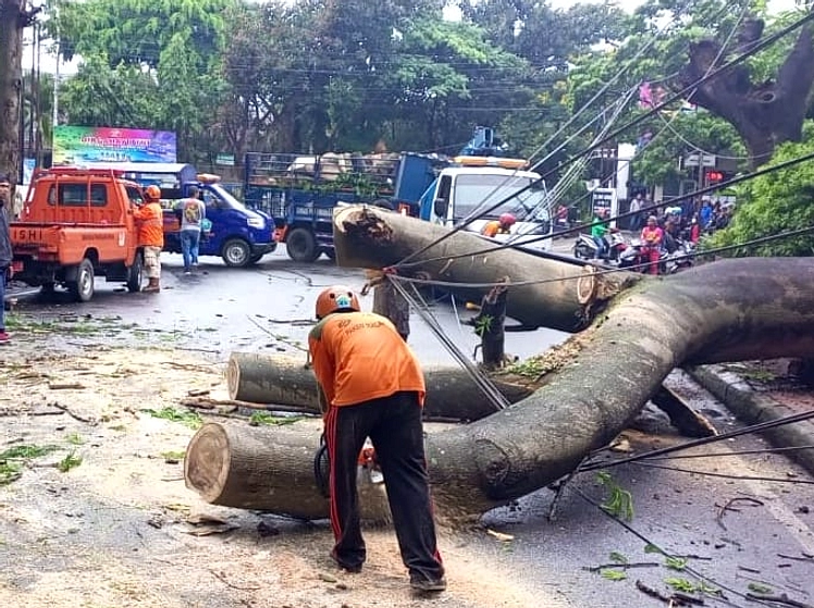 Dua Pohon Jati Tumbang, Warung Terbakar Tanpa Korban