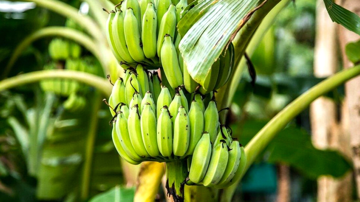 Dukuh Mao Tanpa Pisang: Tradisi Unik Tanpa Tumbuhan Ini