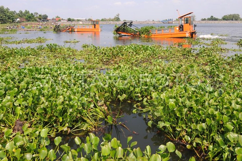Eceng Gondok dan Sampah Cemari Waduk Jangari