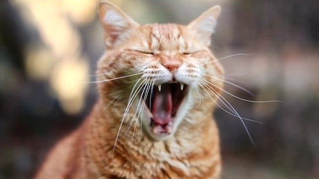 Ekstensi Cat Gatekeeper: Kucing Oranye Menutup Layar Chrome