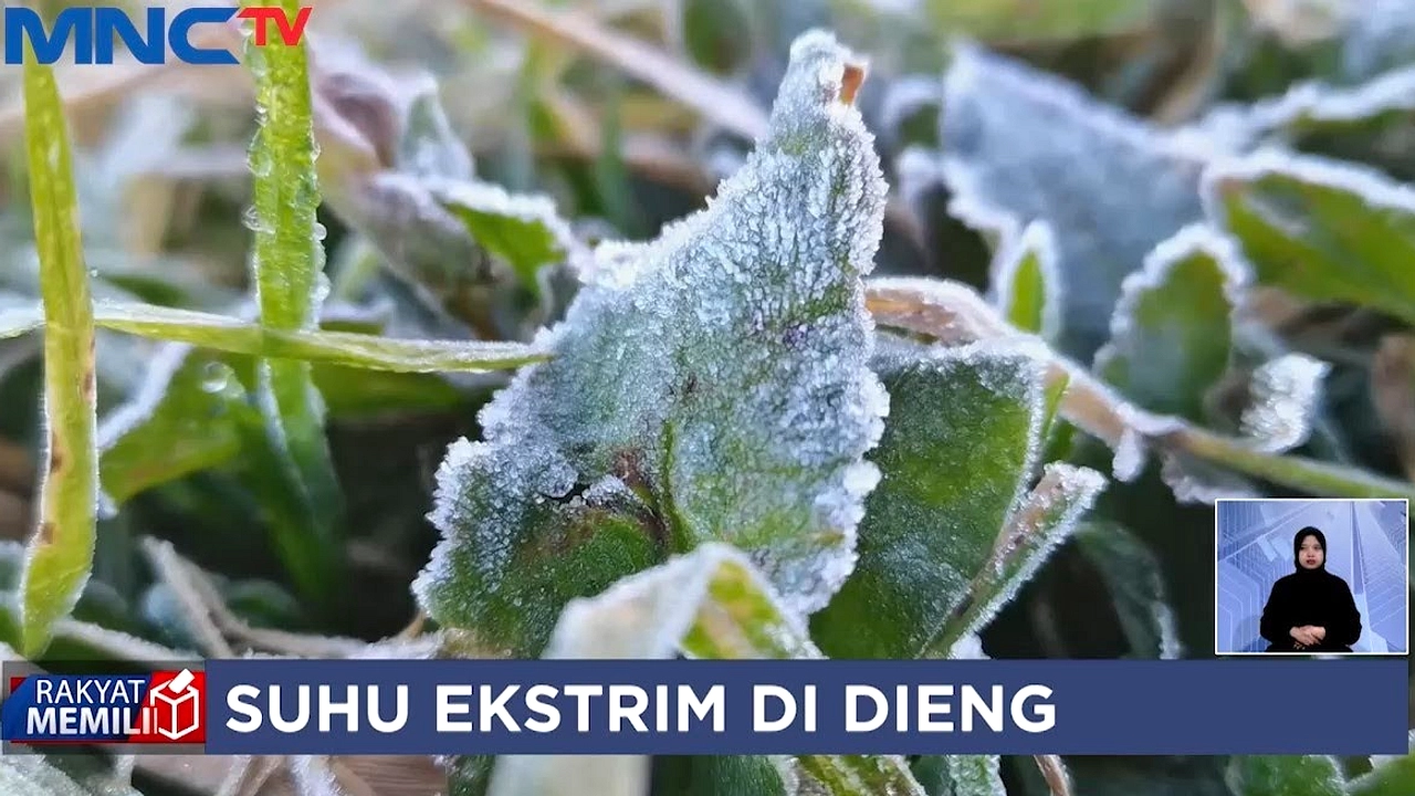 Embun Es Menutupi Dataran Tinggi Dieng, Suhu Turun Hingga 0°C