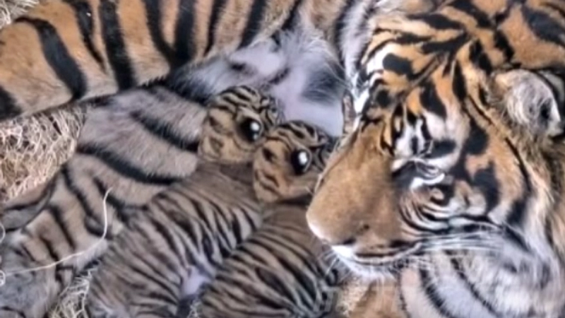 Empat Anakan Harimau Sumatra Lahir di Taman Safari Prigen