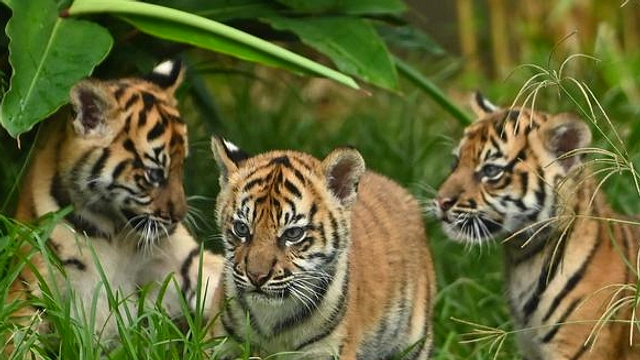 Empat Harimau Sumatra Lahir di Howletts, Negeri Inggris