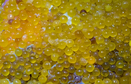 Empat Varian Telur Ikan: Tobiko, Masago, Ikura, Caviar