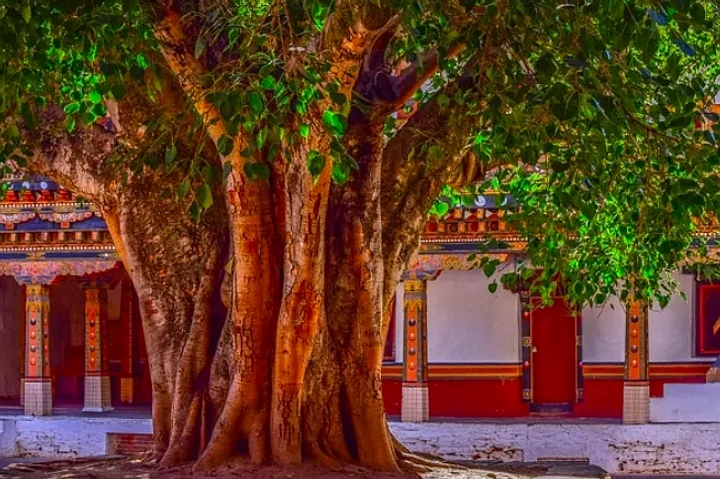Feng Shui 16 Juli 2026: Energi Kayu Dominan, Arah Keberuntungan & Tips