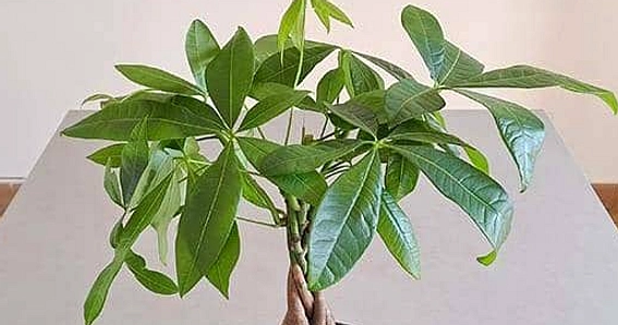 Feng Shui 4 Juli 2026: Ramalan Elemen Api dan Panduan Hari