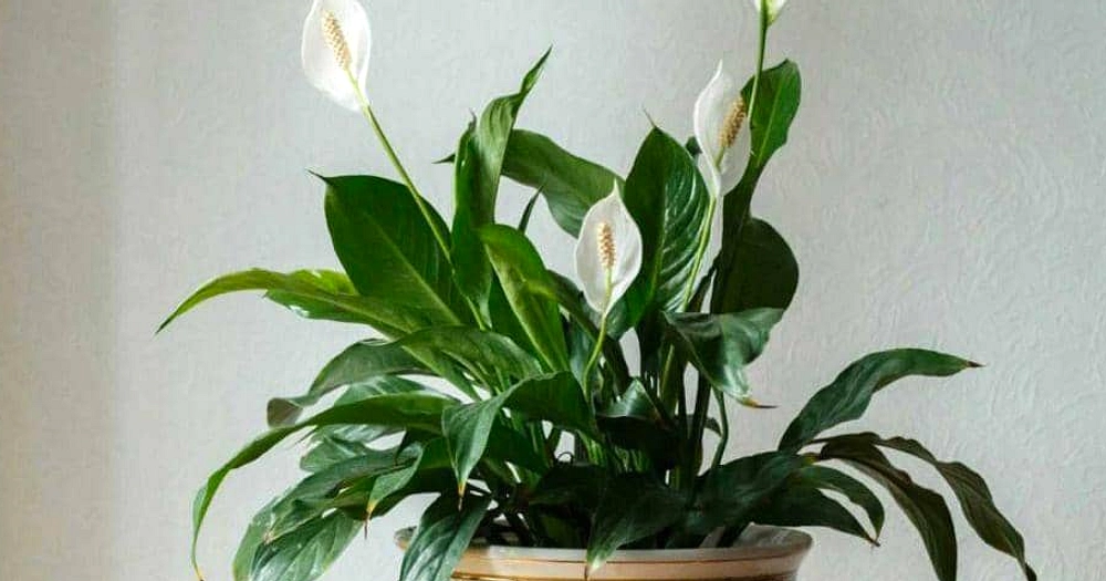 Feng Shui 5 Juli 2026: Energi Kayu Besar, Tips Arah dan Warna Hoki