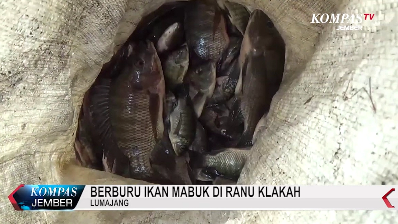 Fenomena Ikan Mabuk di Lumajang, Warga Ramai-ramai Menangkap