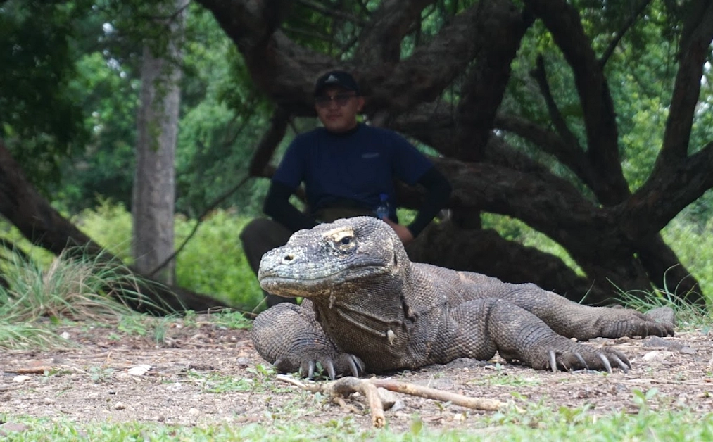 Fosil Komodo dan Fauna Lainnya Temukan di Sumba 70 Tahun Lalu