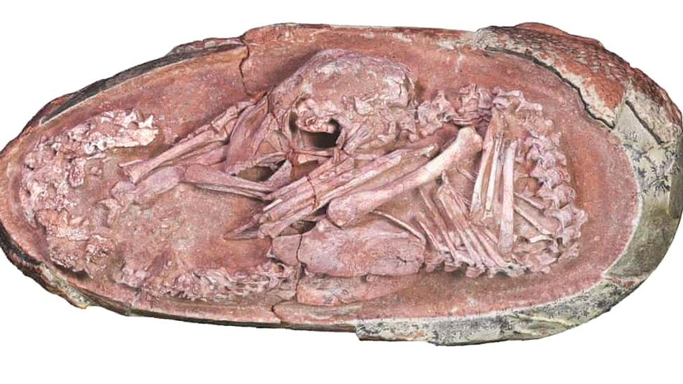 Fosil Telur Dinosaurus di India Menunjukkan Ovum‑in‑Ovo