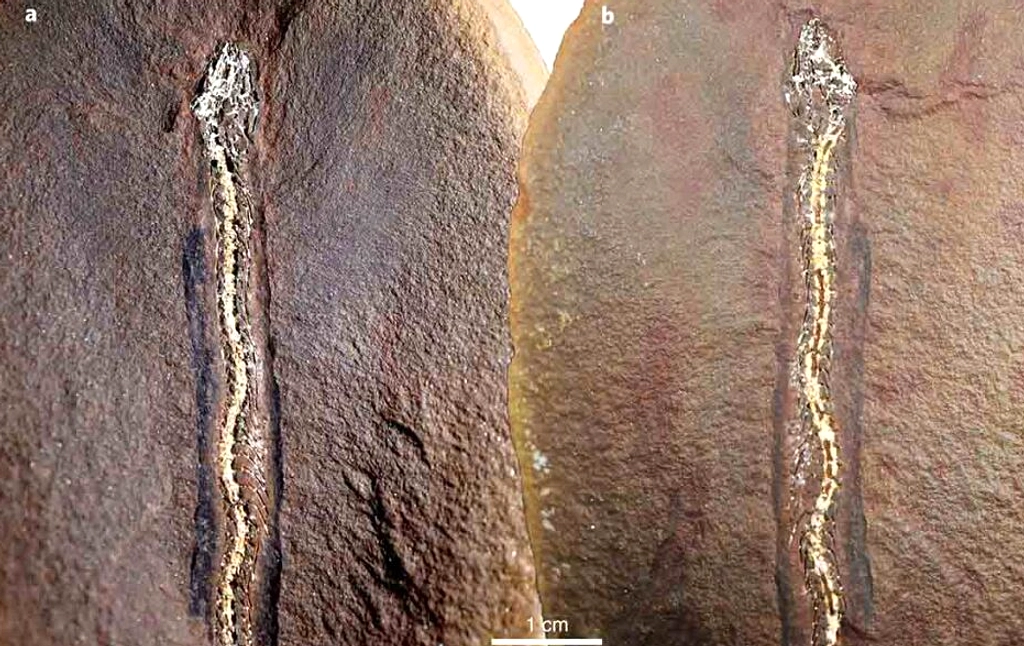 Fosil Ular Raksasa 3–4 m Ganti King Cobra di Yunani