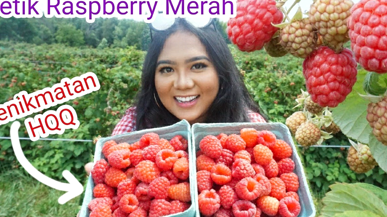 Gaji Dua Kali Lipat, Eks Staf PR Pilih Petik Buah di Australia