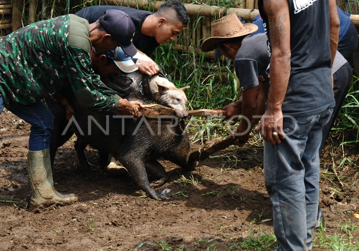Garut 1800-an: Festival Lebaran dengan Adu Babi dan Kuda