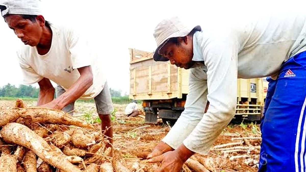 Gibran Temui Petani Singkong di Lampung Timur
