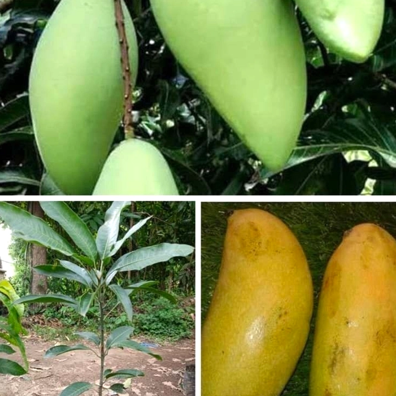 Hamilton Sundari: Mangga Langka Odisha dengan Harga Tinggi