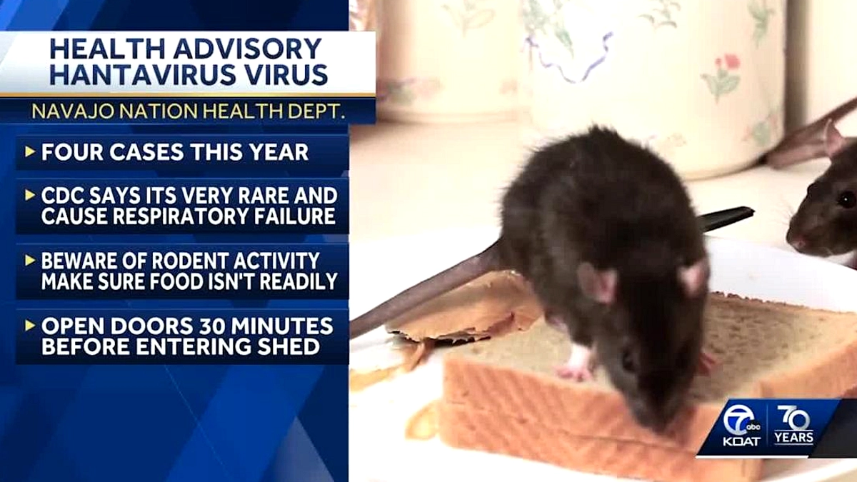 Hantavirus pada Kapal Pesiar: Peringatan One Health