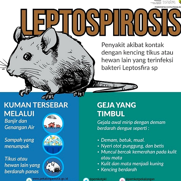 Hantavirus vs Leptospirosis: Perbedaan Gejala dan Pencegahan