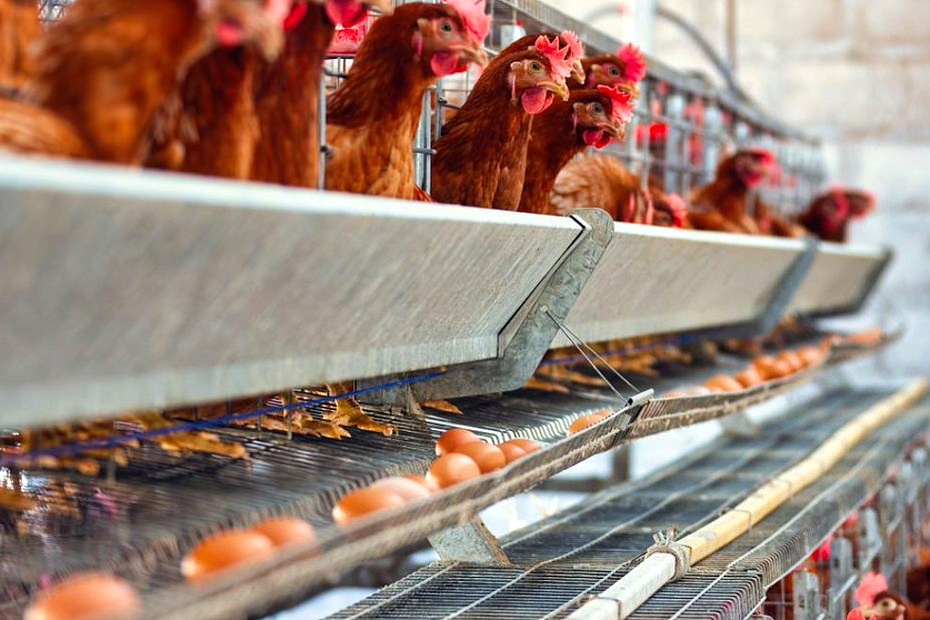 Harga Ayam Anjlok, Peternak Jual di Bawah Modal
