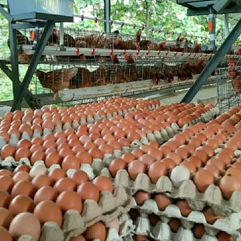 Harga Ayam Anjlok, Peternak Terjepit