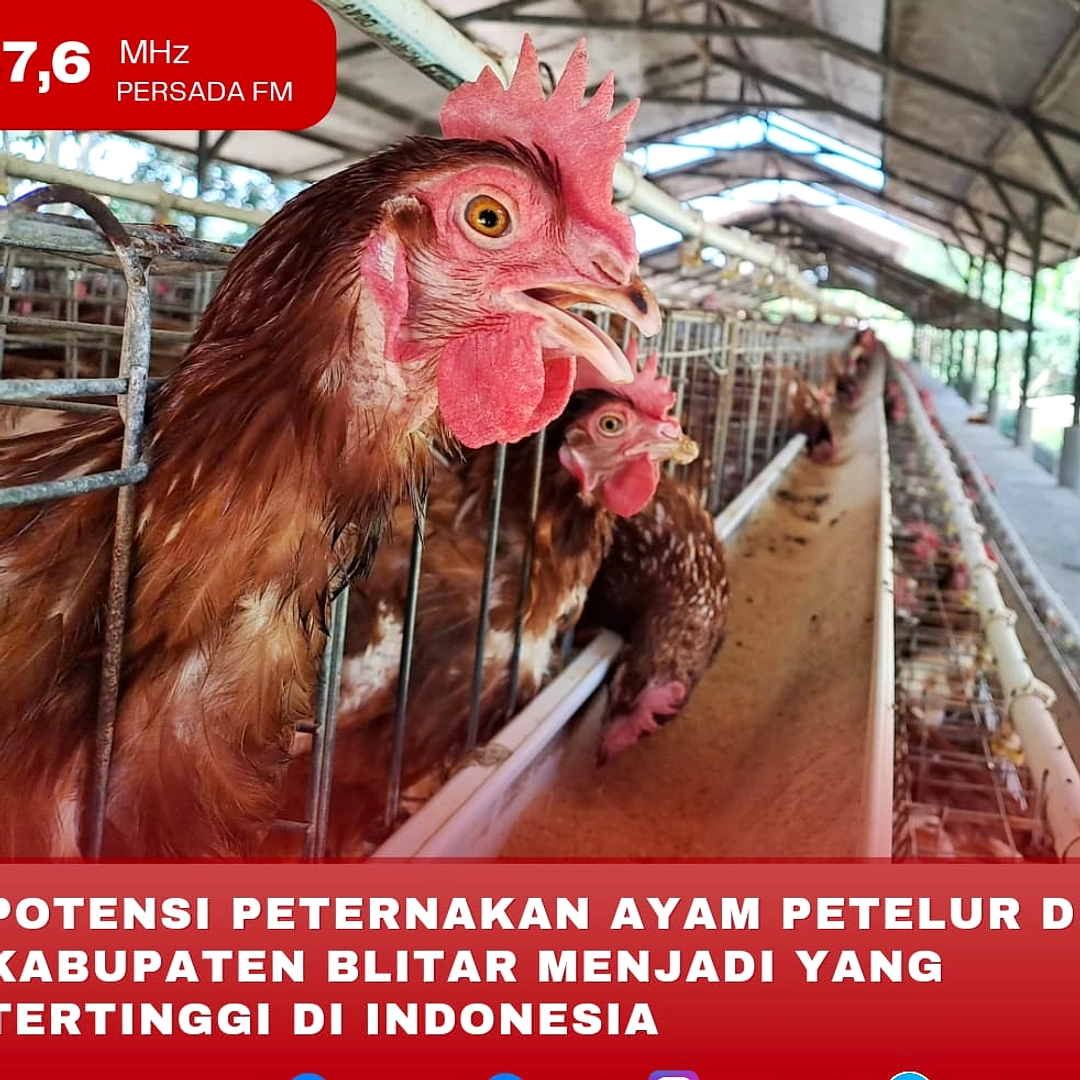 Harga Ayam dan Telur Mulai Naik Pasca Bulan Suro