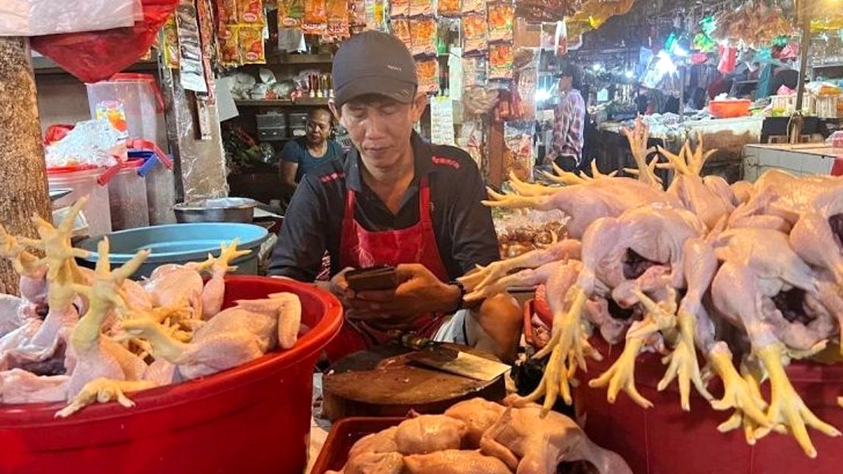 Harga Ayam Hidup Turun Karena RPHU Beli di Bawah Rp19.500