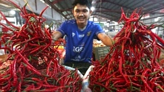 Harga Cabai Palembang Naik Rp60.000/kg, Tertahan Pasar Idul Adha