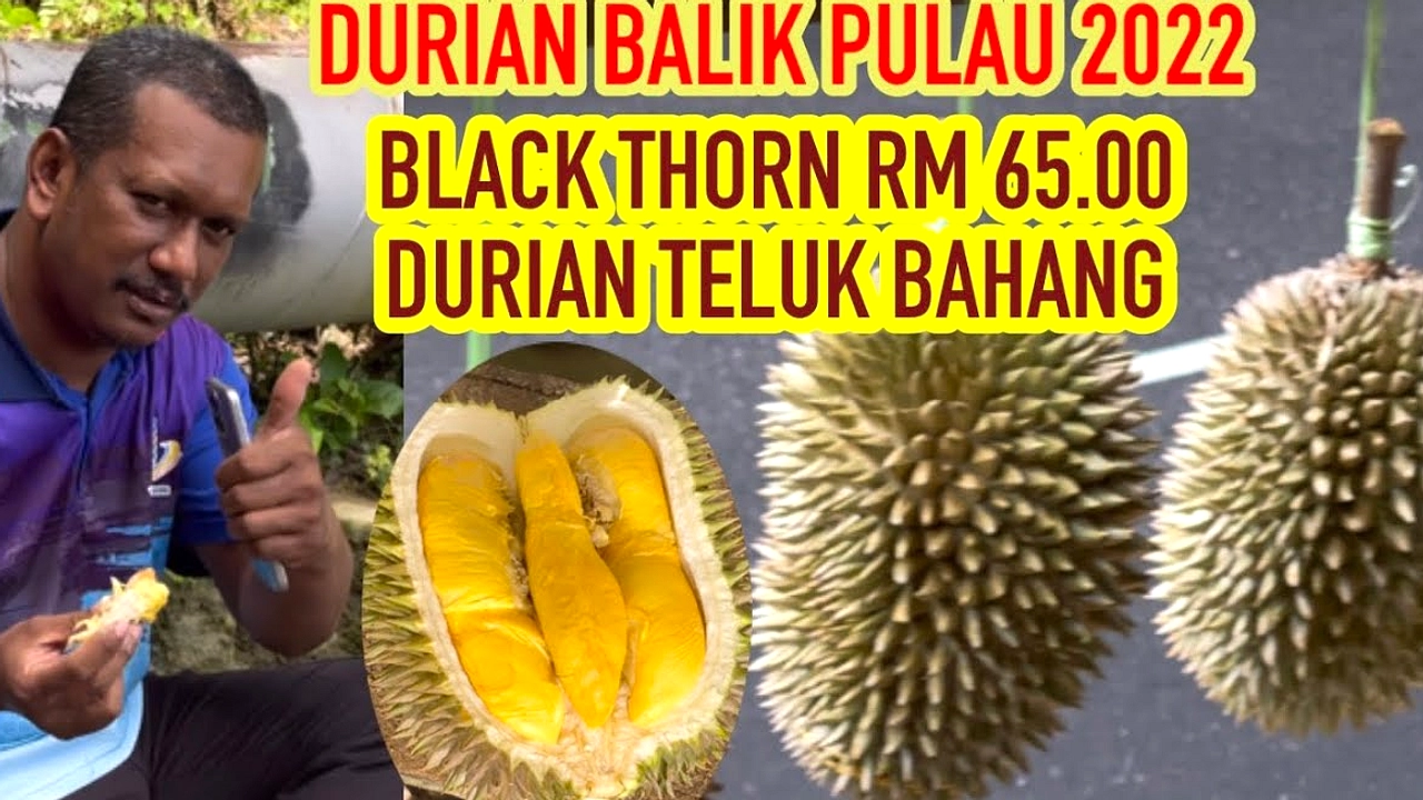 Harga Durian Malaysia Turun 20-30% Karena Panen Melimpah