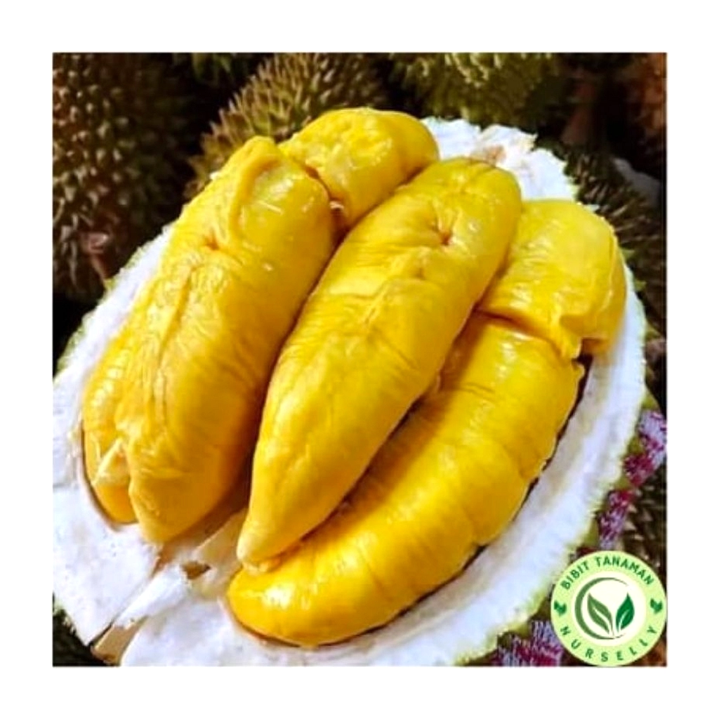 Harga Durian Musang King Malaysia Anjlok 90%