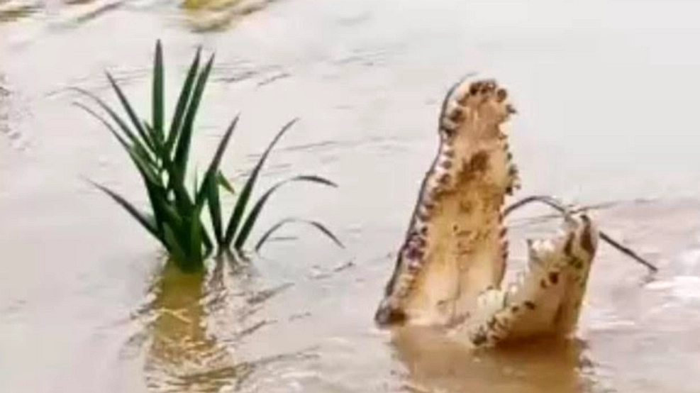 Hari Keempat, Pencarian Korban Buaya di Banyuasin Belah Sungai